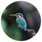 Preview: WallArt Fototapete The Kingfisher 142,5 cm