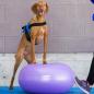 Preview: FitPAWS Fitnessball für Hunde TRAX Donut 55 cm Lila