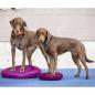 Preview: FitPAWS Balance-Scheibe für Haustiere 36 cm Razzleberry