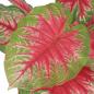 Preview: Künstliche Caladium Pflanze mit Topf 85 cm Rot und Grün