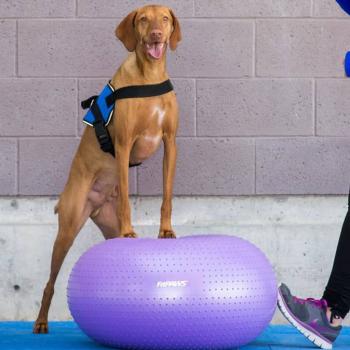 FitPAWS Fitnessball für Hunde TRAX Donut 55 cm Lila