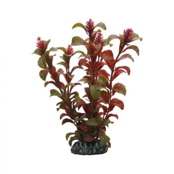 ARDEBO.de Dohse HOBBY Rotala 16 cm SB