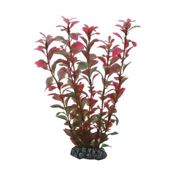 ARDEBO.de Dohse HOBBY Ludwigia 25 cm  SB