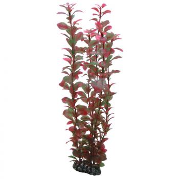 ARDEBO.de Dohse HOBBY Ludwigia 34 cm  SB