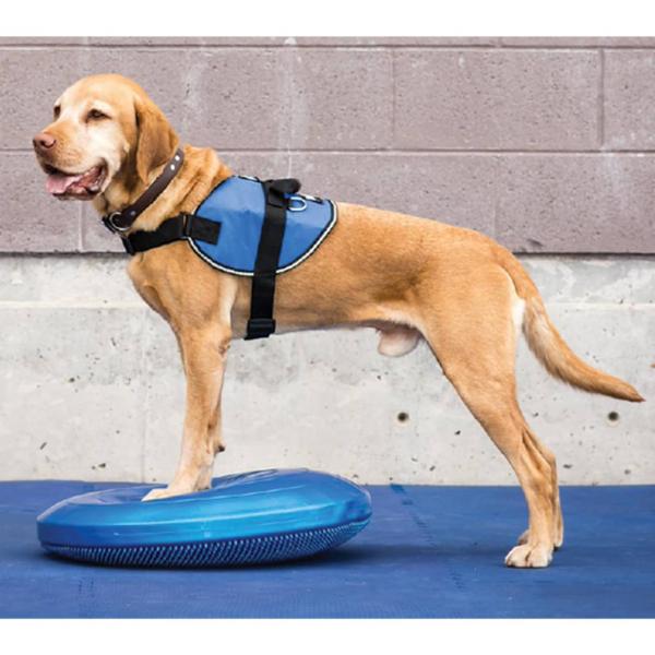 ARDEBO.de - FitPAWS Balance-Scheibe für Haustiere 36 cm Blau