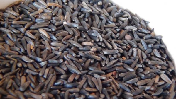 ARDEBO.de Ramtillkraut Nigersaat aus Äthiopien 25kg