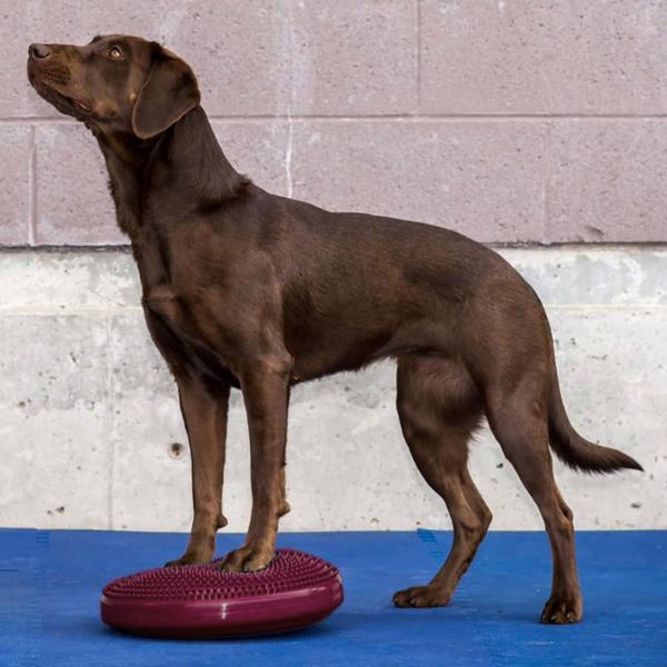 ARDEBO.de - FitPAWS Balance-Scheibe für Haustiere 36 cm Razzleberry