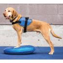 FitPAWS Balance-Scheibe für Haustiere 36 cm Blau